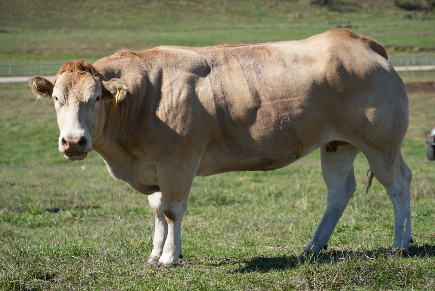 Francesca Z615 X Aitor