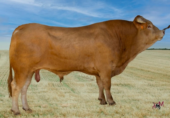 Vidal