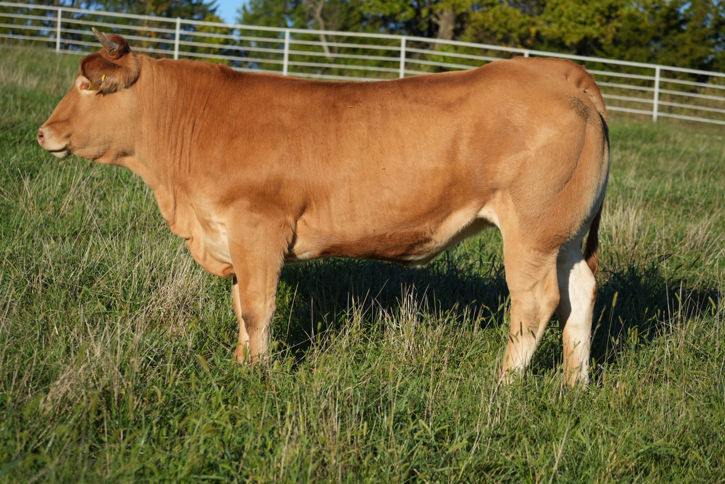 RCC Paulina X592 X Pedron