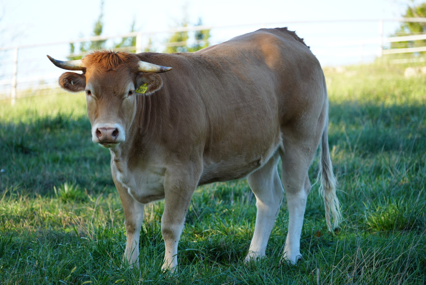 RCC Luna X587 X Pedron