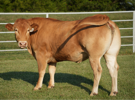 Paulina RCC330 X Pedron