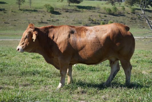 Mariana Y977 X Santin