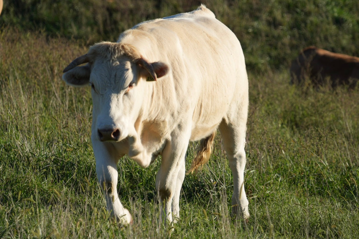 RCC Luna X588 X Pedron