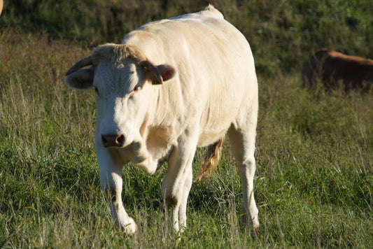 RCC Luna X588 X Pedron