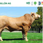 Cubillion AG