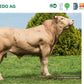 Penedo AG